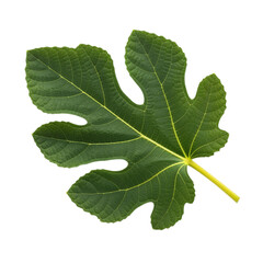 Single Fig Leaf: Close-Up Detailed Photograph of a Green Fig Leaf Isolated on White Background isolated on transparent background