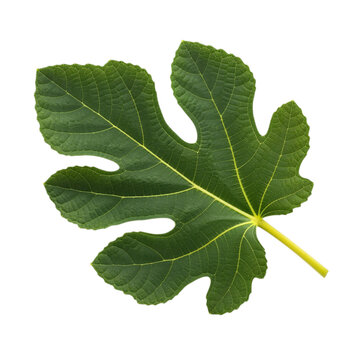 Single Fig Leaf: Close-Up Detailed Photograph of a Green Fig Leaf Isolated on White Background isolated on transparent background