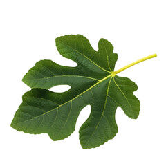 Vibrant Fig Leaf: Nature's Detailed Beauty isolated on transparent background