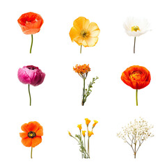 Obraz premium Colorful flower arrangement