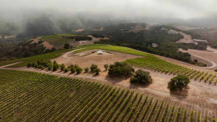 Carmel Valley Vineyard shrouded with coastal fog.  Aerial view of the top of the ridge. 