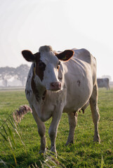 A brown and white cow standing alert in a green meadow at sunrise. Calm rural scene with natural light, perfect for themes of farming, nature, and sustainability.