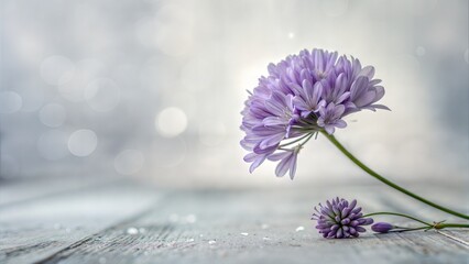 Single delicate purple flower in soft focus with a dreamy white bokeh background