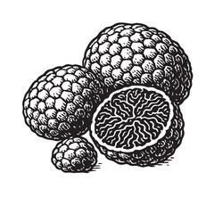 Black Truffle Drawing Vector Design for Gourmet Food and Culinary Illustrations