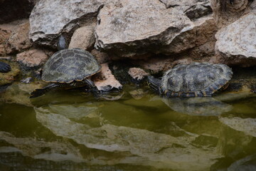 Tartaruga cágado Chelidae