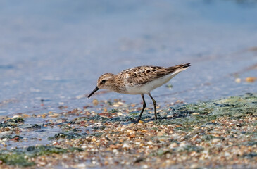 Little Stint bird feeding by the water