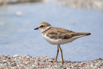 Little Ringed Plover bird feeding by the water
