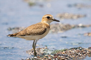 Greater sand plover feeding at the water's edge
