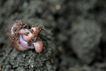 close up of a earthworm