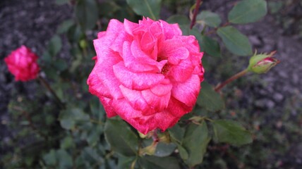 Beautiful pink rose in the garden