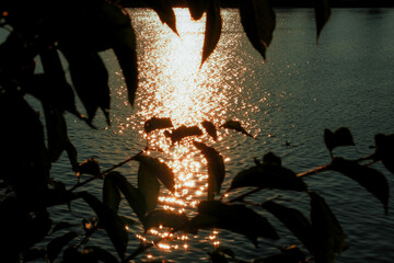 Sunlight reflects off the calm water surface at sunset, with silhouetted leaves framing the golden...