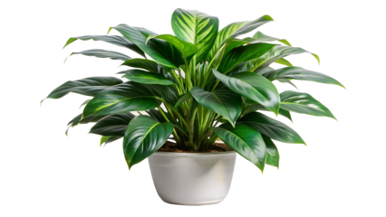 A lush green houseplant with vibrant leaves in a white pot, isolated on transparent background