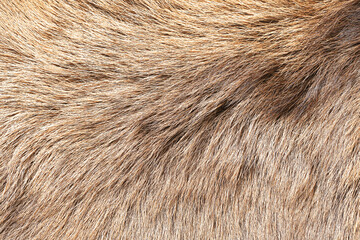 Animal fur closeup. Brown and beige hair texture. Natural thick coat of wild mammal. Macro shot of soft hairy surface. Organic animal skin background. Detail of dense fur pattern and structure.