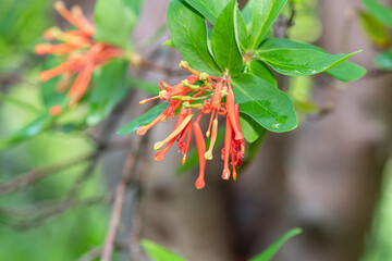 Close up of a Chilean fire tree (embothrium coccineum) in bloom
