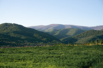 Fototapeta premium Carpathian mountain landscape with trees