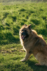 Dog in Carpathian mountain landscape with trees