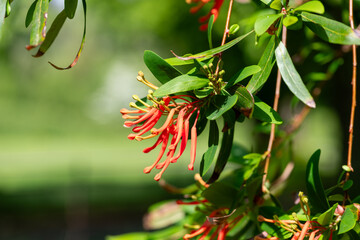 Close up of a Chilean fire tree (embothrium coccineum) in bloom