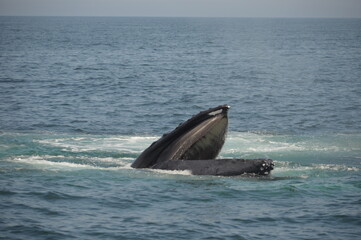 Humpback whale with mouth wide open  © Thomas