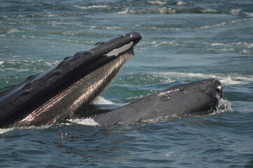 Humpbaxk whale witrh moutrh agape 