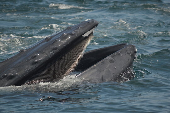 humpback whale showing off his baleen 