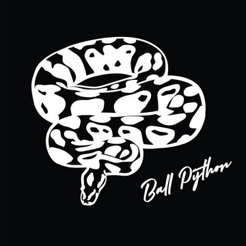 Ball Python Vector T Shirt Design Snake Illustration in Coiled Pose Reptile Art for Animal Lovers Stickers Posters Exotic Pet Merchandise and Nature Inspired Graphic Projects