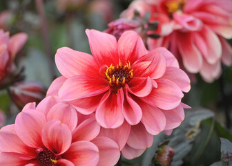Pink Dahlia Flowers in Bloom