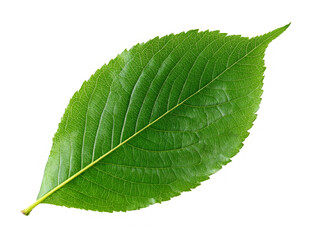 Obraz premium Fresh Leaf Cutout for Design: Green Foliage on White 