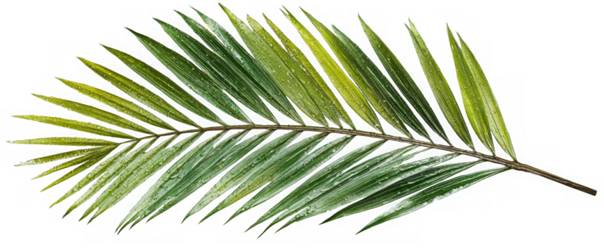 Isolated Green Palm Leaf PNG for Tropical Design
