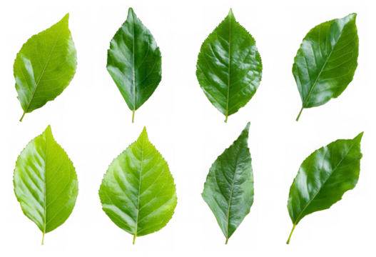 Organic Avocado Foliage: Vector Cutout for Eco-Friendly Design
