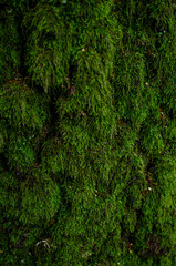 Fototapeta premium Green moss on the tree