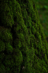 Green moss on the tree