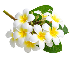 Fototapeta premium Frangipani Branch with Multiple Blooms, Diagonal Composition, Stylized PNG
