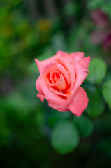 pink rose with water drops