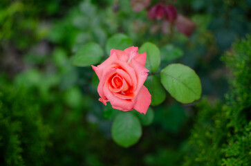 red rose in garden