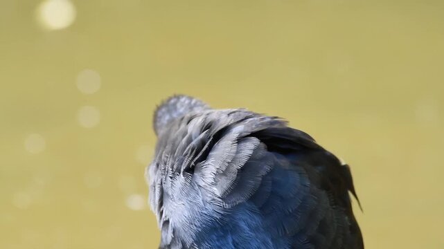 Jeune poule d&rsquo;eau (Gallinula chloropus) perch&eacute;e sur une branche au milieu de tortues de Floride (Trachemys scripta elegans), zone humide