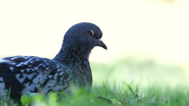 Pigeon biset (Columba livia) allong&eacute; dans l&rsquo;herbe, sc&egrave;ne de repos en milieu urbain