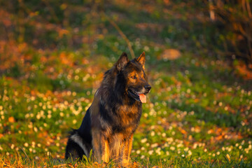 Owczarek niemiecki, psy rasowe z rodowodem, pies domowy, portret pieska, ujęcie z przodu  © anettastar