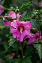 Pink hibiscus flower with , five rounded petals, and bright green foliage — soft, tropical, and elegant.
