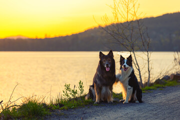 Psy rasowe z rodowodem, pies domowy, owczarek niemiecki i Border collie, portret pieska, ujęcie z przodu © anettastar
