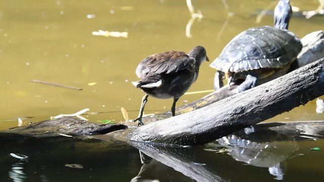 Jeune poule d&rsquo;eau (Gallinula chloropus) perch&eacute;e sur une branche au milieu de tortues de Floride (Trachemys scripta elegans), zone humide