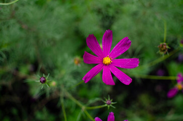Obraz premium pink flower in the garden