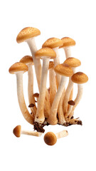 Cluster of nameko mushrooms growing on transparent background