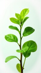 Obraz premium Close-up of isolated long stemmed Anubias plant with curly leaves on white background, greenery, aquatic plant species