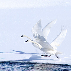 Trumpeter Swans Taking Flight Over Snow