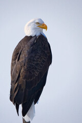 Majestic Bald Eagle in Profile