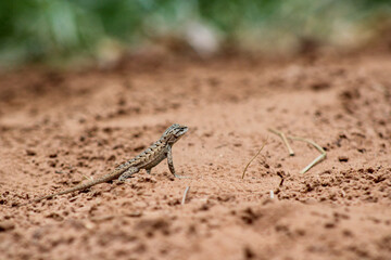 Lizard in U.S. National Park