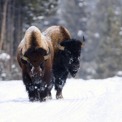 Bison in Snowy Wilderness