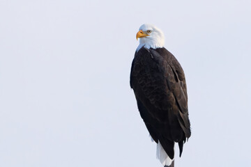 Majestic Bald Eagle Perched Against Blue Sky
