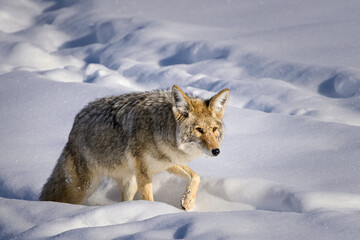 Coyote Walking Through Snowy Landscape