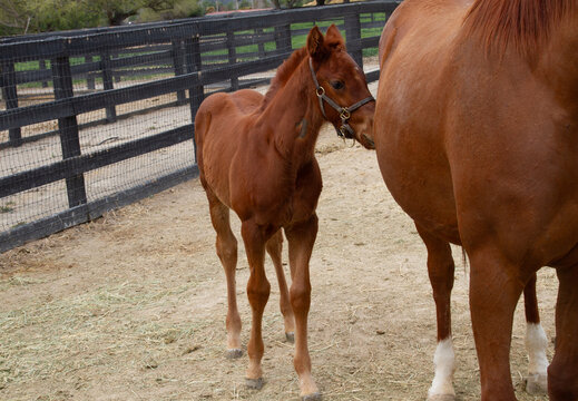 Thoroughbred Weanling